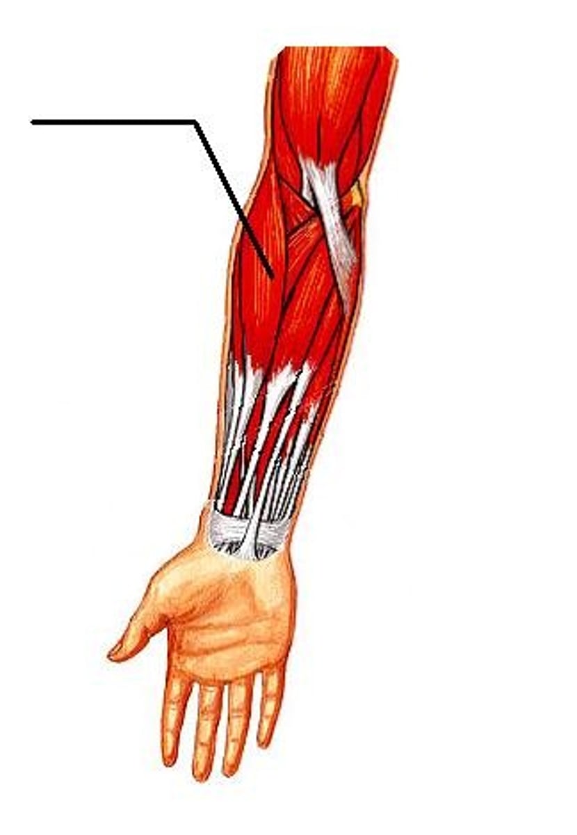 <p>flexes forearm</p>