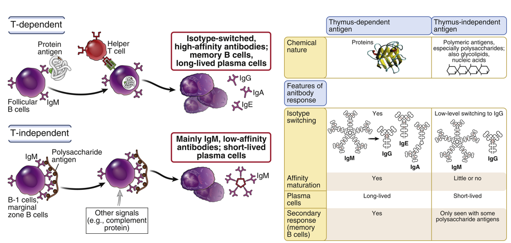 <p><strong>T-dependent antigens</strong> are typically proteins or glycoproteins that require T cell assistance for B cell activation. B cell activation includes affinity maturation and isotype switching.</p><p><strong>T-independent antigens</strong> are usually polysaccharides or glycolipids, and rarely proteins, and can activate B cells directly without T cell help. They typically crosslink the B cell receptor and almost always produce IgM and don’t undergo affinity maturation or isotype class switching.</p><p></p>