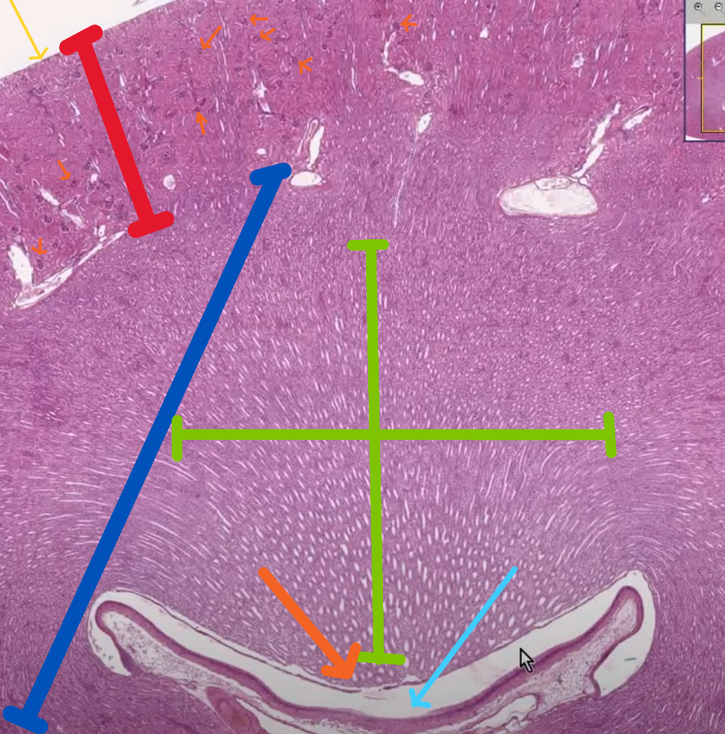 <p>Organ?</p><p>Outermost layer surrounding organ? (yellow arrow)</p><p>Red area (region)?</p><p>Dark blue area (region)?</p><p>Structure at orange arrow?</p><p>Structure at baby blue arrow?</p>