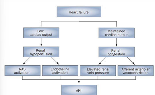 <p>-elevated Cr is even seen in heart failure with preserved CO</p><p>-increased renal venous congestion, local inflammation, and afferent vasoconstriction are hallmarks</p><p>-usually reversible</p>