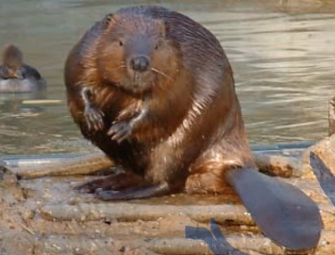 Beaver

