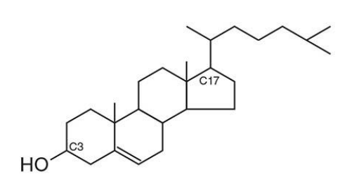 <ul><li><p>Based on the <strong>steroid nucleus</strong> (4 fused rings: A–B–C–D)</p></li><li><p><strong>C3</strong>: Contains a <strong>hydroxyl group (–OH)</strong> → polar, forms the <strong>"head"</strong></p></li><li><p><strong>C17</strong>: Has an <strong>8-carbon aliphatic chain</strong> → nonpolar, part of the <strong>"tail"</strong></p></li></ul><p></p>