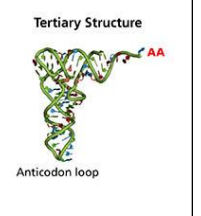 <p><strong>Tertiary structure</strong>: Folds into an <strong>L-shaped 3D conformation</strong>, aligning the anticodon and the amino acid at opposite ends.</p>