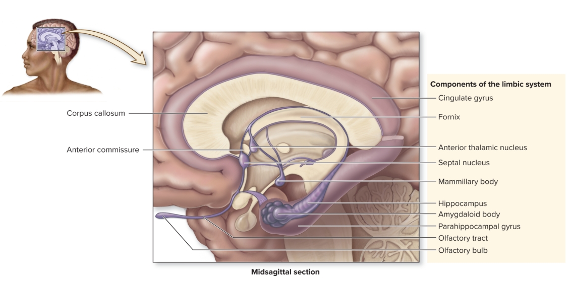 <p>Limbic system</p>