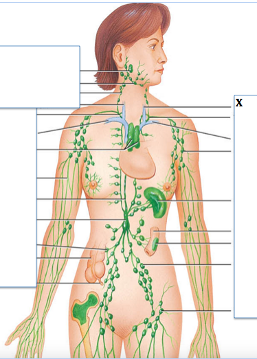 <p>Identify the structure labeled with "<strong>X</strong>"</p>
