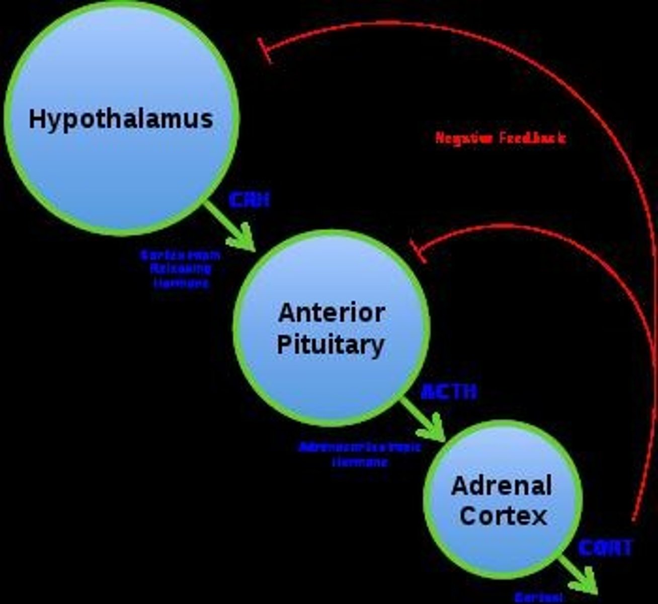<p>It regulates stress responses and hormone release.</p>