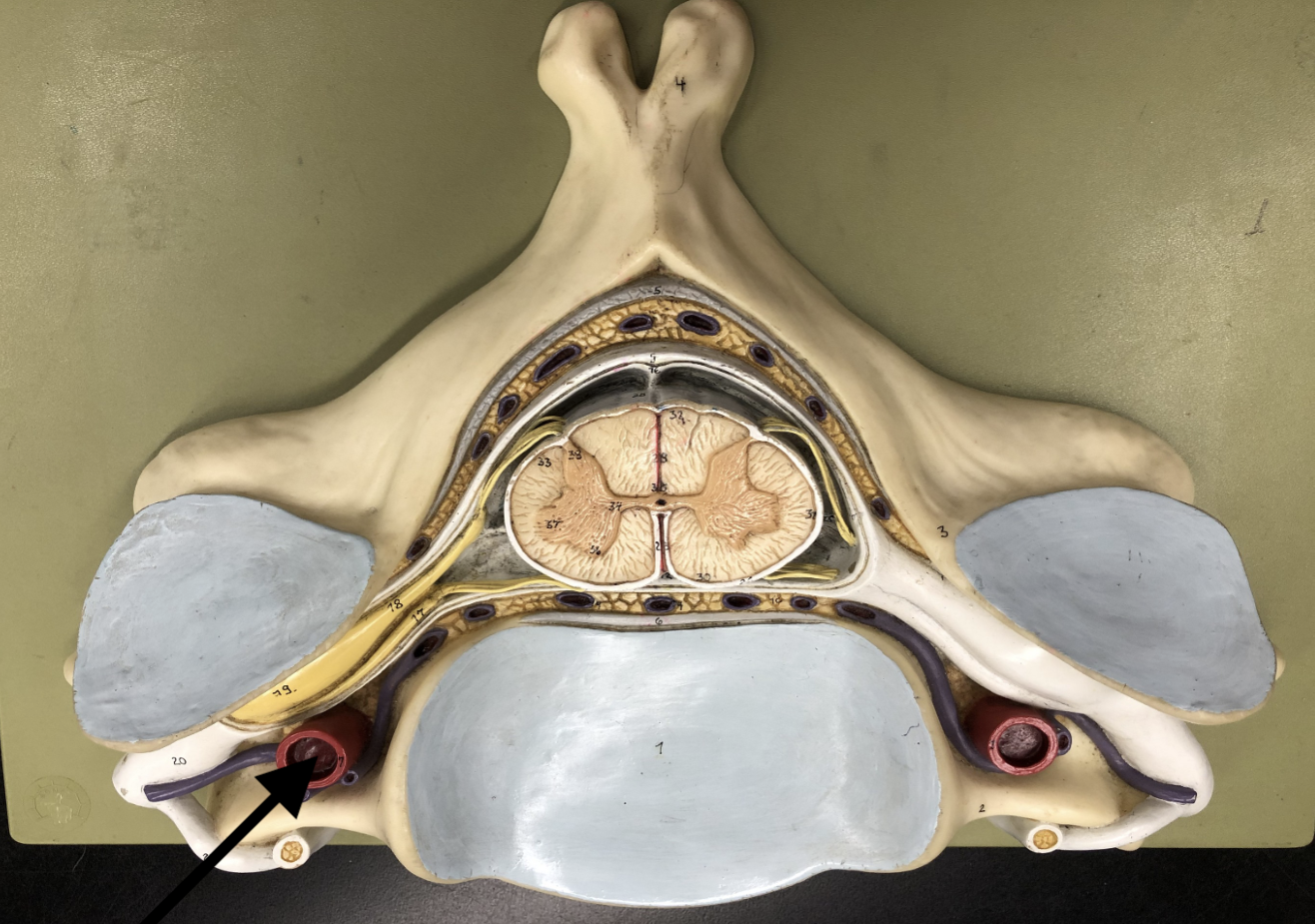 <p>what is this part of the vertebrae (of the spinal cord?)</p>