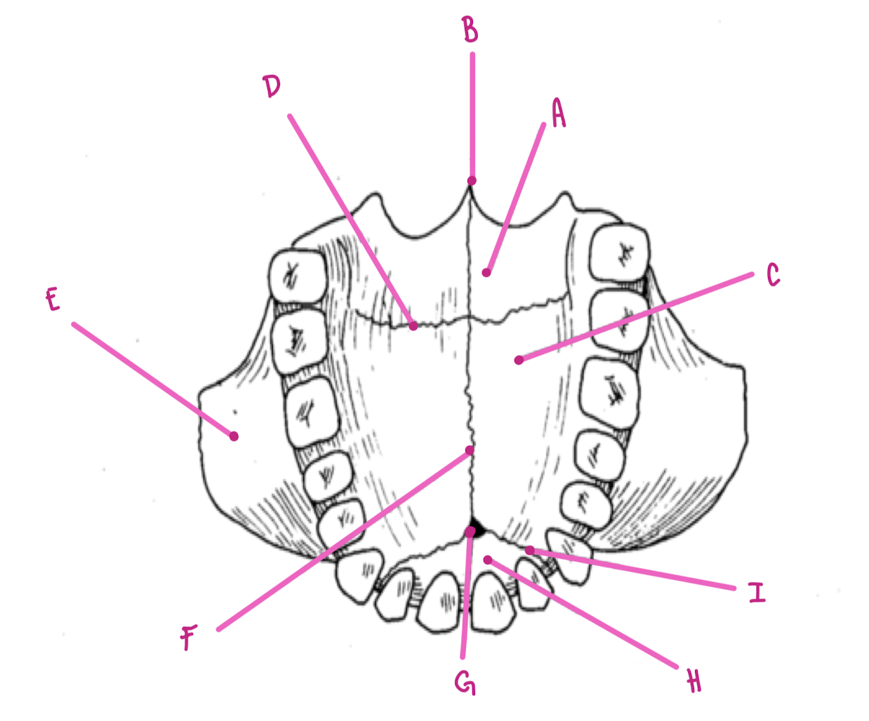 <p>Name the part of the maxillae labeled A (inferior view)</p>