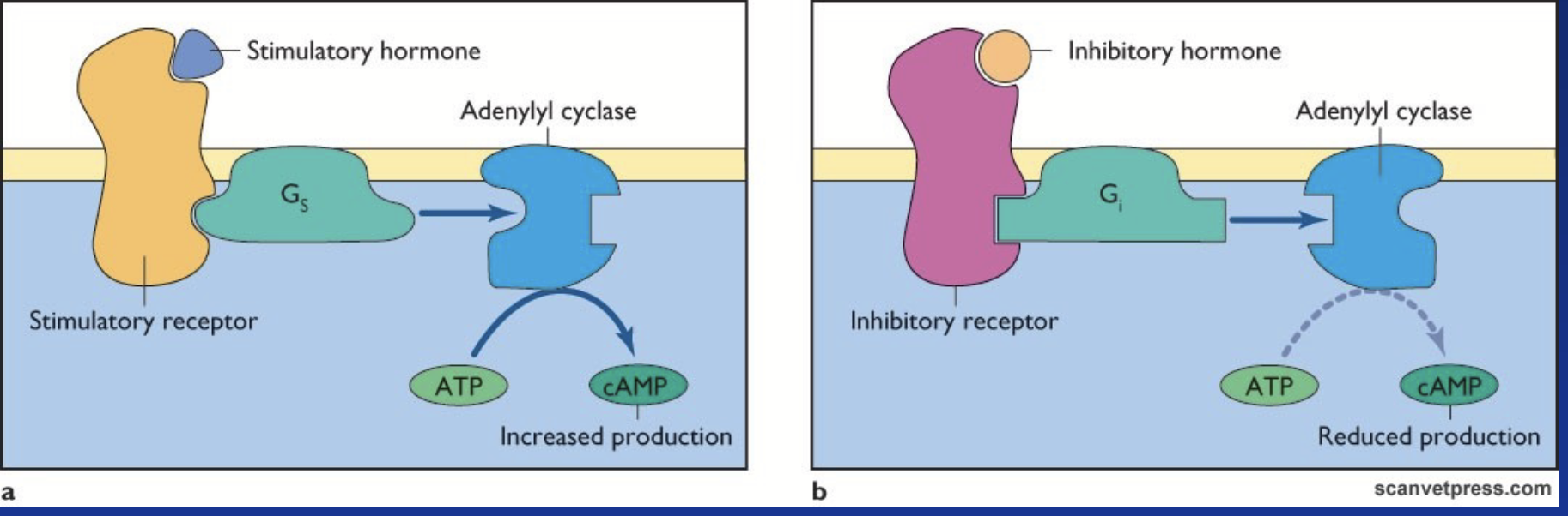 <p><strong><u>cAMP-dependent pathway!</u></strong></p><p>Receptor coupled to G-proteins α<sub>s</sub> or α<sub>i</sub> (β-adrenergic, LH).</p><p>Membrane-associated enzyme is <strong>adenylate cyclase</strong> (AC).</p><p>Gα<sub>s</sub> stimulates AC (increase cAMP); Gα<sub>i</sub> inhibits AC (decreases cAMP).</p><p><strong><u>AC hydrolyzes ATP into cyclic AMP (cAMP).</u></strong></p>