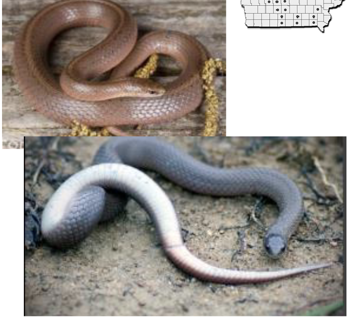 <p>smooth earth snake </p><ul><li><p>brown/tan, white ventral (belly)</p></li><li><p>pale dorsal stripe (not always), often <strong>NO markings </strong></p></li><li><p>scales <u>smooth,</u> anal plate <u>divided</u></p></li><li><p>pointed head </p></li></ul><p></p>