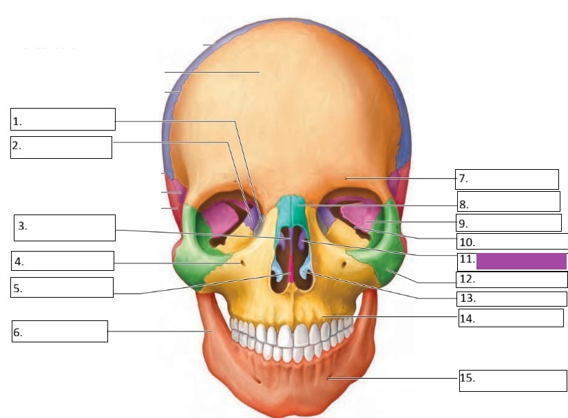 <p>11</p>