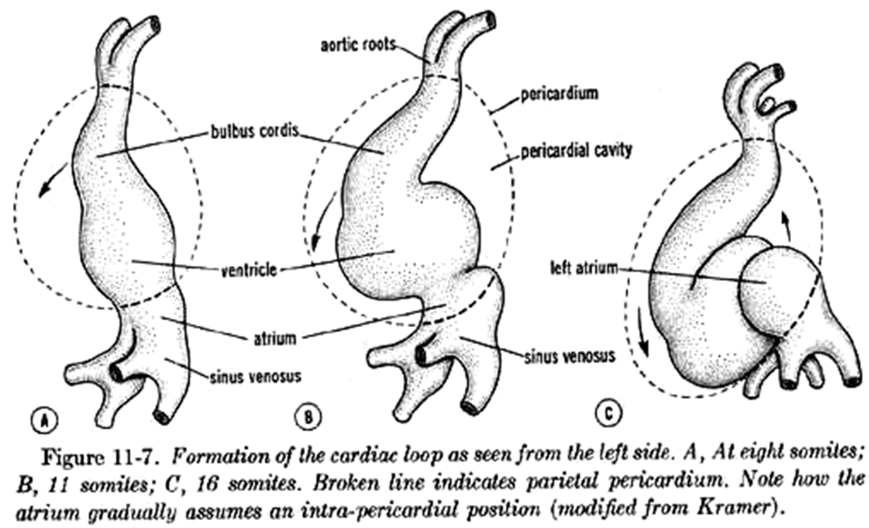 <p>S-shaped rightward (dextral) folding of the primitive tube positioning atria dorsally and ventricles anteriorly. </p><img src="https://knowt-user-attachments.s3.amazonaws.com/e79709cc-d124-4f10-9691-68bbcd3cdec7.png" data-width="100%" data-align="center"><p></p>