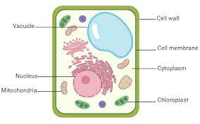 <p>What type of cell is this?</p>