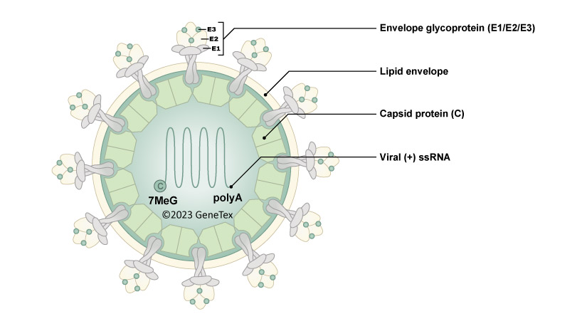 <p><strong>Positive-sense ssRNA</strong>, <strong>enveloped</strong>, and has an <strong>icosahedral capsid</strong>.</p>