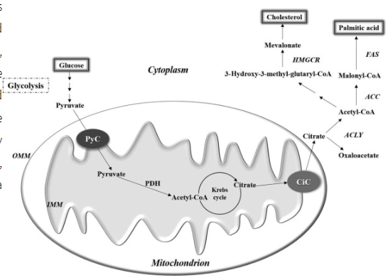 <p>lipogenesis involves both imported and newly synthesised nefa</p>