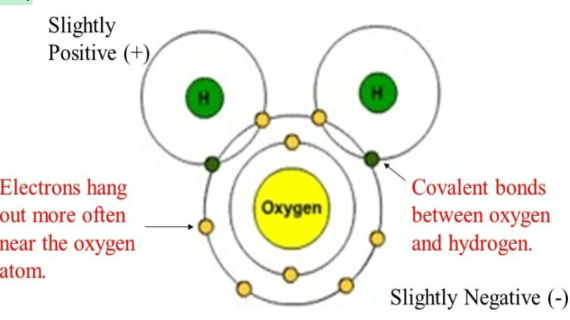 separation of electric charge leading to a molecule or its chemical groups having an electric dipole moment, with a negatively charged end and a positively charged end