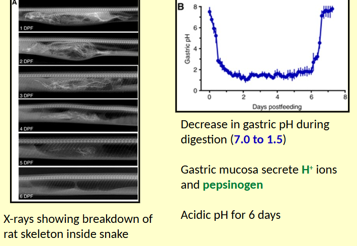 <ul><li><p>Burmese python swallowing a rat, killed by constriction</p></li><li><p>24 hours after consuming a rat meal (&gt;50% of snake’s body mass). Further distention of body due to the build up of gases within ingested rat). </p></li></ul><p></p>