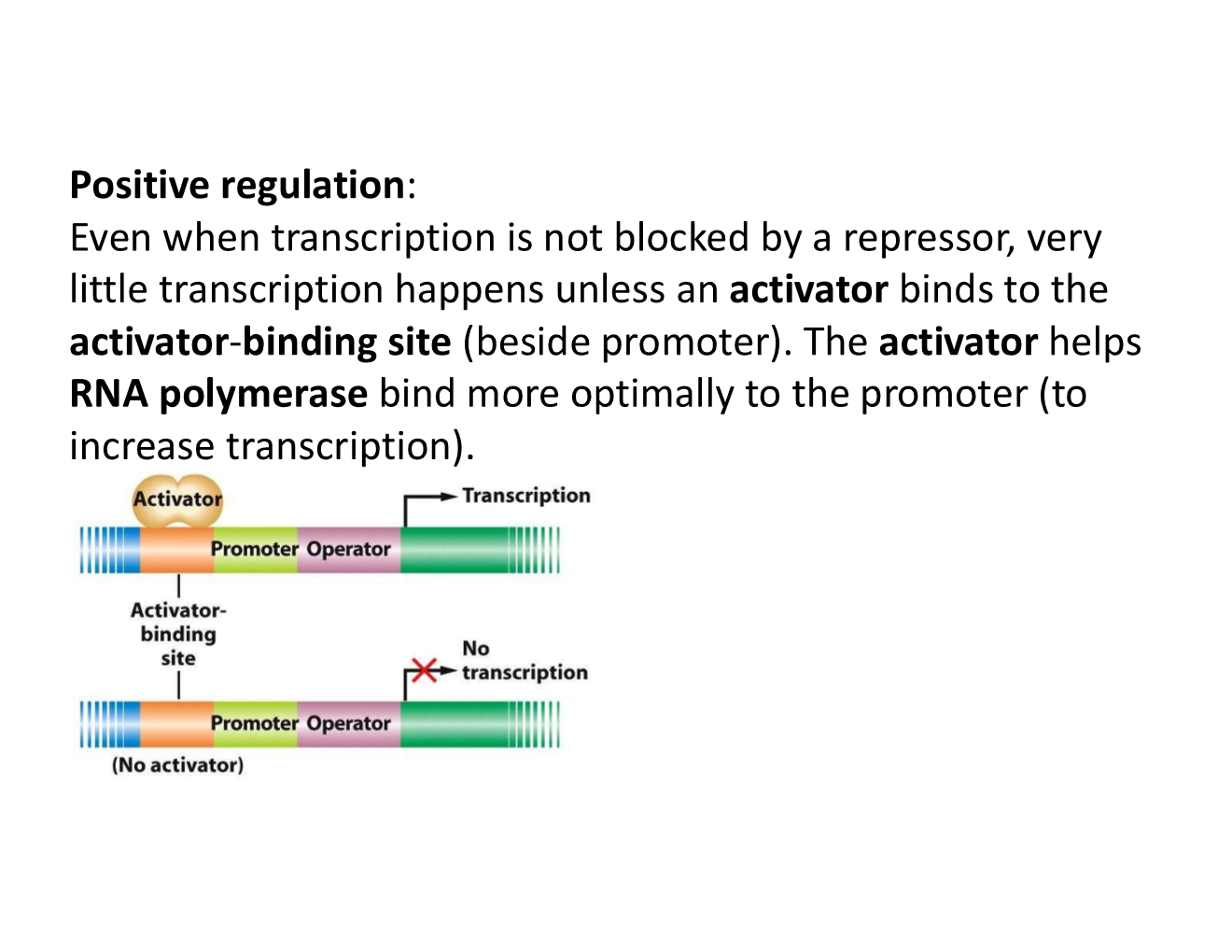 <p>in positive regulation, binding of the regulatory molecule increases transcription</p>