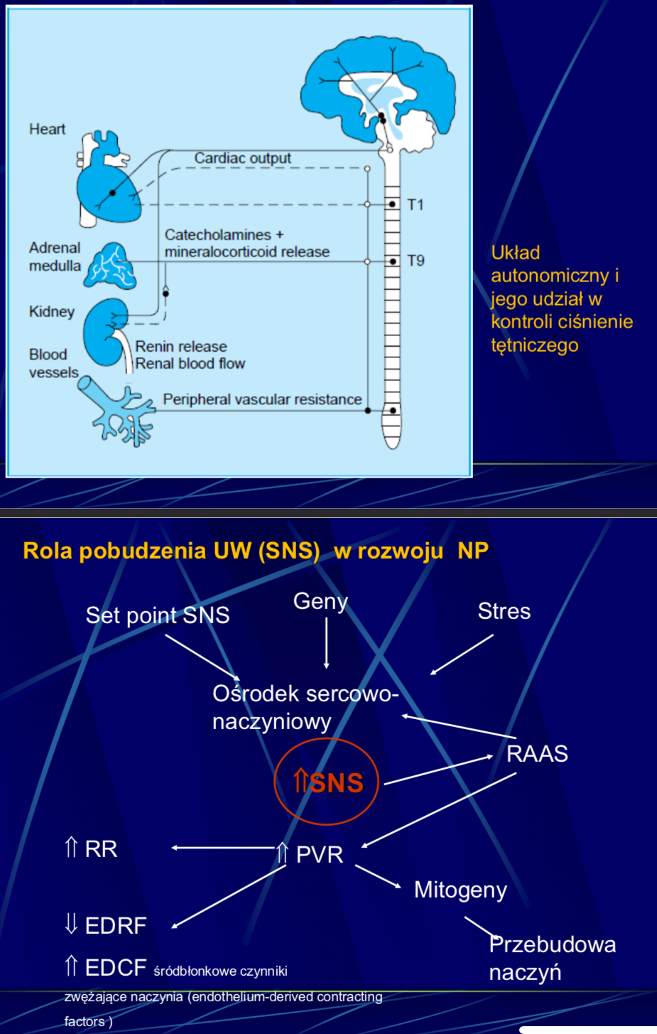 <ul><li><p>wzmożone napięcie układu współczulnego (wzrost pojemności minutowej serca, wzrost oporu obwodowego i aktywności RAA)</p></li><li><p>nieprawidłowa rekacja na bodźce z baroreceptorów i receptorów objętościowych</p></li></ul><p></p>