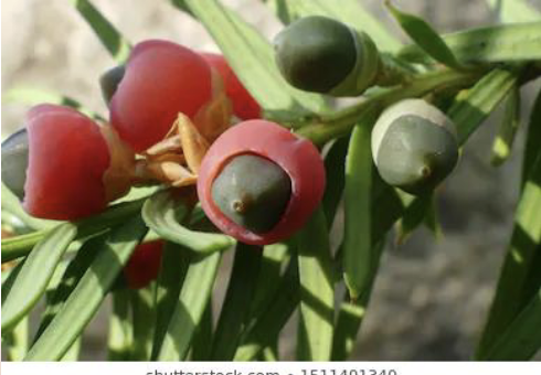 <p><span style="background-color: transparent;"><span>CN:</span><strong><span> </span></strong><span>yew family</span></span></p><p><span style="background-color: transparent;"><span>Traits:&nbsp;</span></span></p><ul><li><p><span style="background-color: transparent;"><span>Evergreen&nbsp;</span></span></p></li><li><p><span style="background-color: transparent;"><span>Small trees or shrubs</span></span></p></li><li><p><span style="background-color: transparent;"><span>Female cones=SPECIALIZED</span></span></p><ul><li><p><span style="background-color: transparent;"><span>Single seed and a single scale that develops into a fleshy aril (resembling a fruit)</span></span></p></li></ul></li></ul><p><span style="background-color: transparent;"><span>→ attracts birds, seed dispersal</span></span></p>