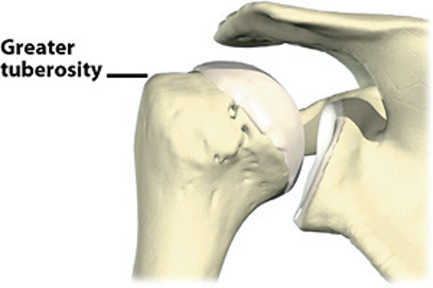 <p>Name the Ligament/tendon projection: </p>