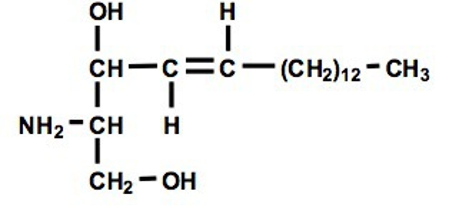 <p>18 carbon amino alcohol with trans double bond; base unit of sphingolipids</p>