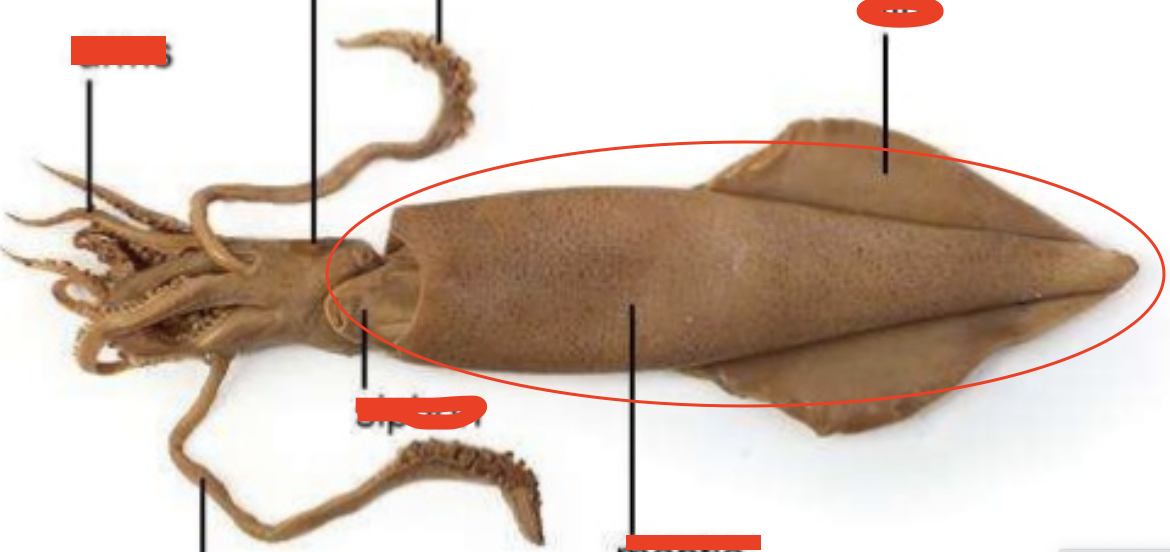 <p>Squid: main part where organs are housed, fin and head is attached to it</p>
