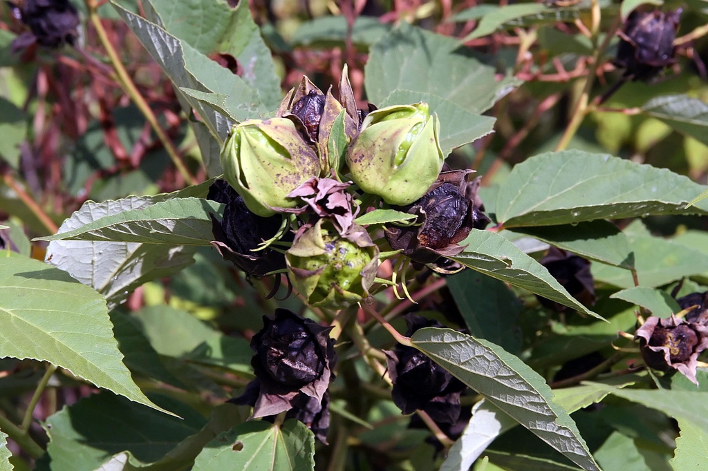 <p><em>Hibiscus moscheutos</em></p>