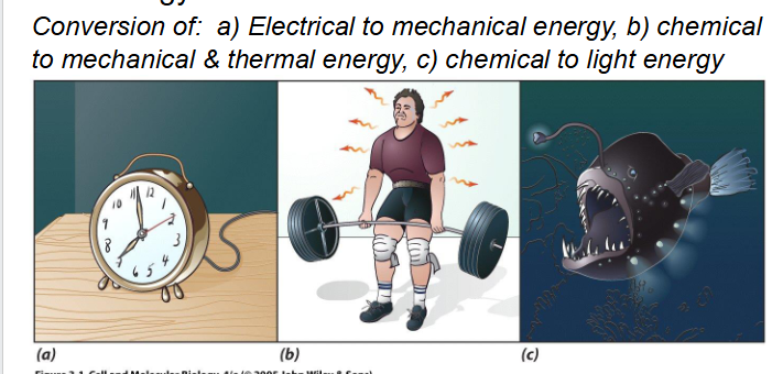 <p>1st Law of Thermodynamics</p>