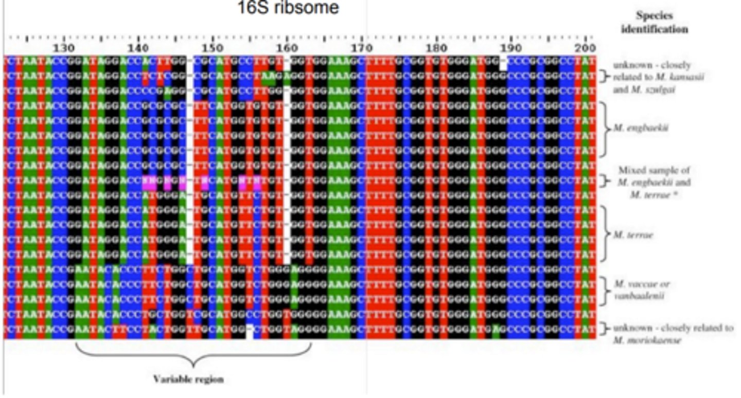 <p>16S ribosomal RNA</p><p>-computer can show it as phylogenic tree with 3 domains of life (eukarya, archaea, bacteria )</p>