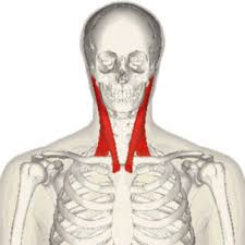 <p>anterior neck </p>