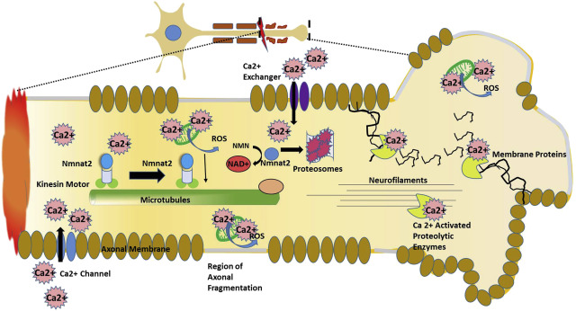 <p>Axoplasm </p>