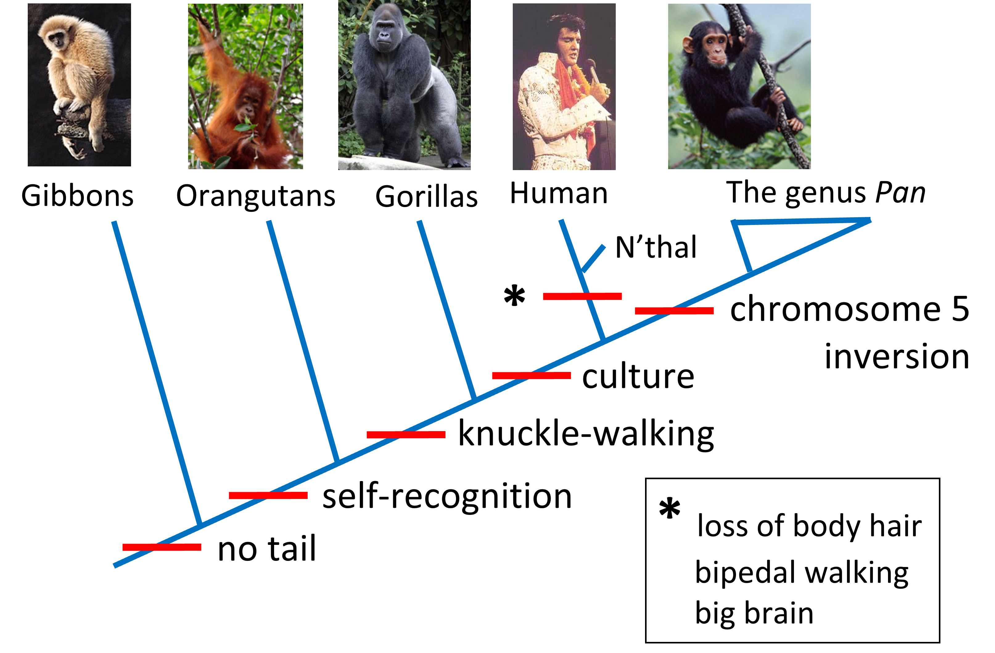 <p>Using this phylogenetic tree, which character state separates the sister genera Homo (humans) and Pan?</p>