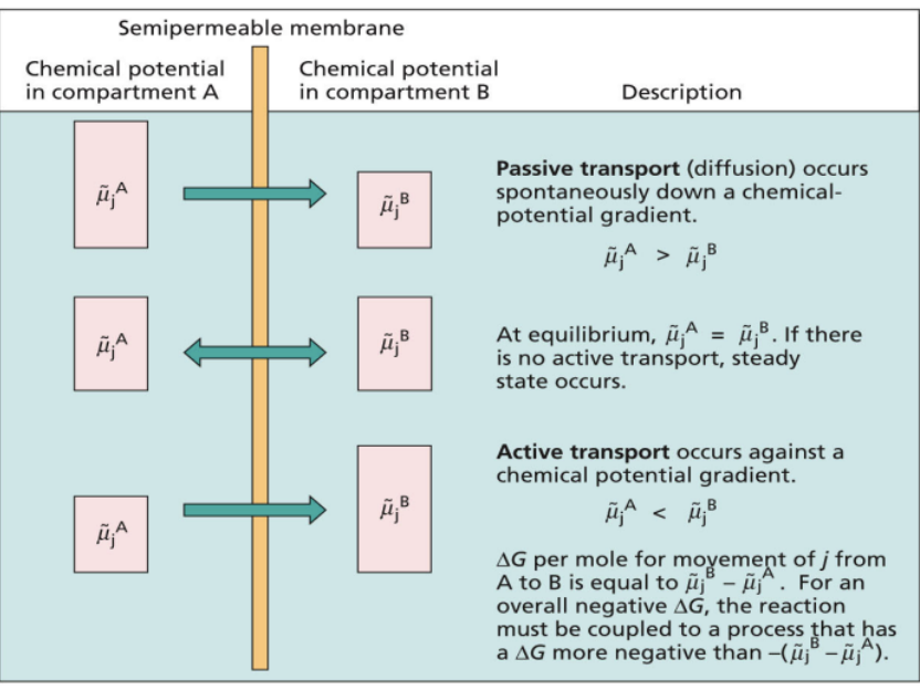 <p>- Passive Transport: the movement of molecules occurs spontaneously, down a gradient of free energy or chemical potential (downhill) </p><p>- Active Transport: the movement of molecules against, or up a gradient of chemical potential. It is not spontaneous, and requires that work be done by using cellular energy</p>