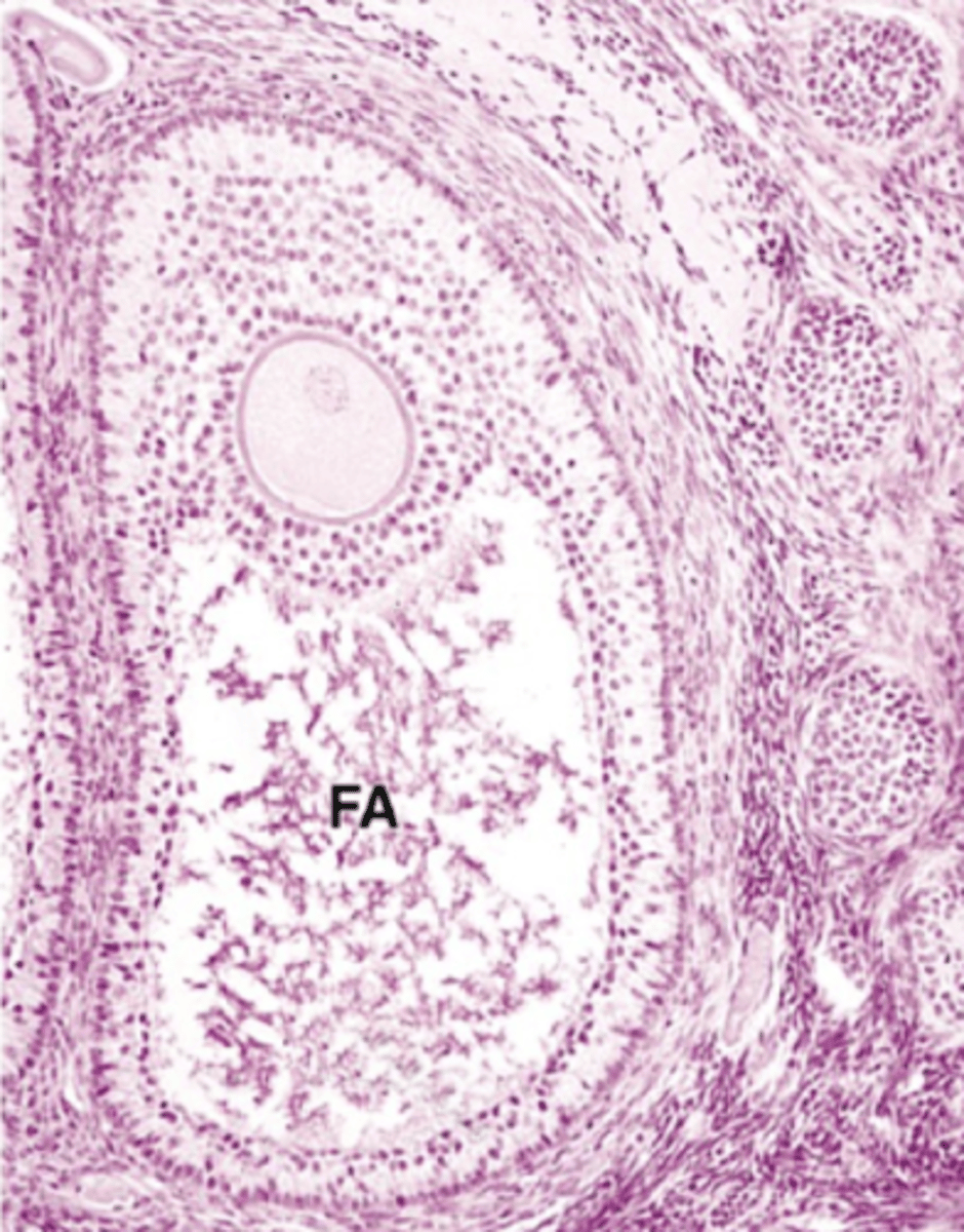 <p>What type of follicle?</p>