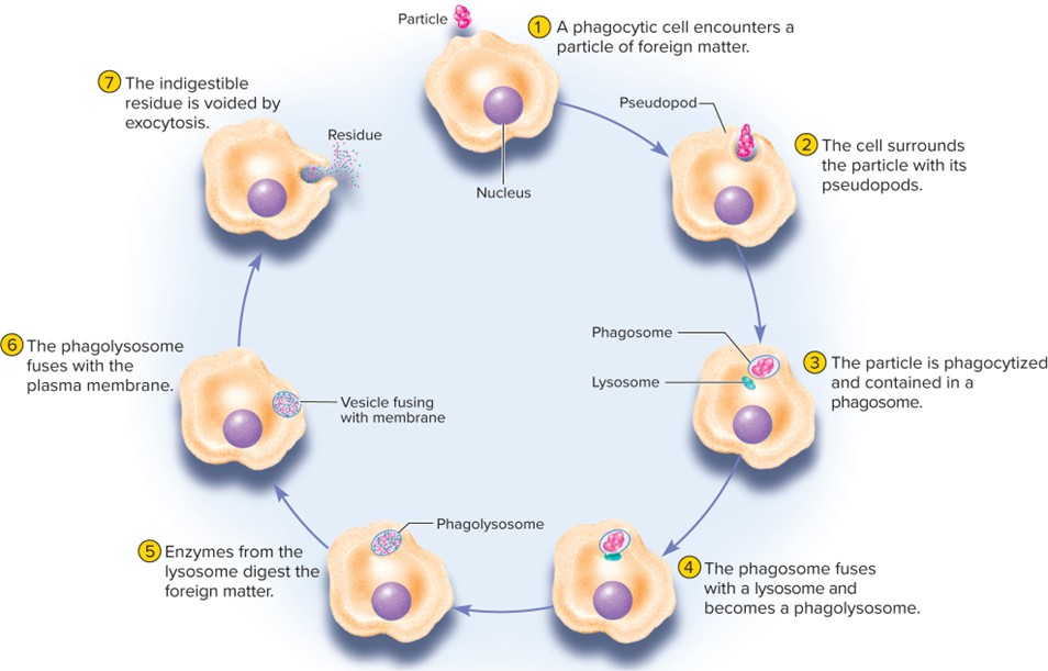 <p>Vesicular transport</p>