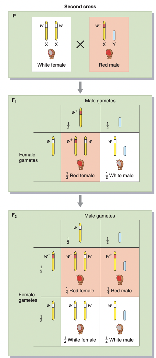 * cross between white-eyed females and red-eyed 
  * F1: all the females are red eyed, all the males are white eyed
    * every female inherited the dominant w+ allele from father’s X chromosome
    * every male inherited the recessive w allele from  mother
  * F2 consists of one-half red-eyed and one-half white-eyed flies of both sexes