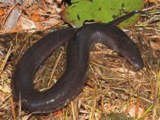 <p>Amphiuma means</p>