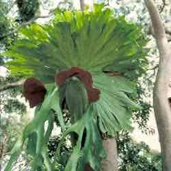 <p>Staghorn fern</p>