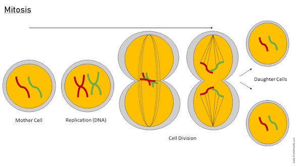 <p>Prophase → replicated chromosome (double DNA) </p><p>Metaphase : chromosome align at the metaphase plate (still double DNA) </p><p>Sister chromatids (the identical DNA attached by a centromere) separate during anaphase → give Two different daughter cells with 2n each </p>