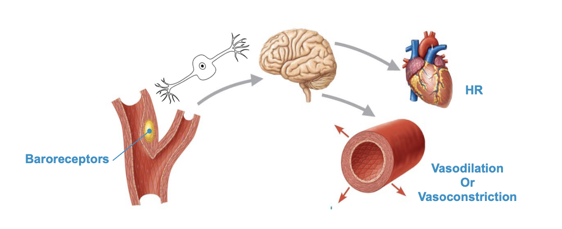 <p>stretch receptors in large arteries that detect increased pressure and stretch to instruct body to change blood pressure</p>