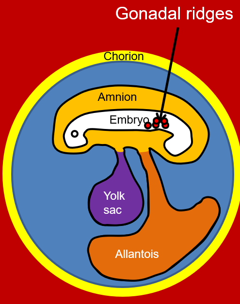 <p><span>–There are three important events that occur during development of the gonads and structures of the reproductive tract</span></p>