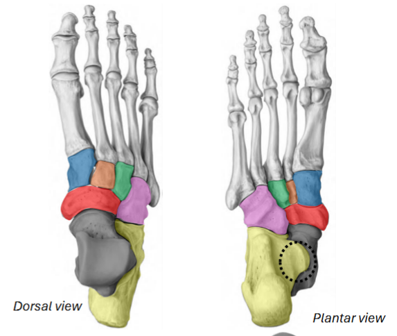 <p>Grey / yellow / black ring / red / pink / blue / orange / green of the<strong> tarsals</strong></p>