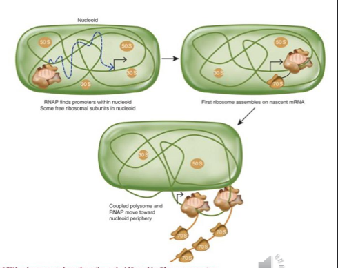 <ol><li><p>RNA pol spends 85% of its time searching for promoters - it binds once it finds a promoter</p></li><li><p>holoenzyme binds the promoter at -35 and -10 to form the <em>closed preinitiation promoter complex</em>. this step is reversible and the DNA is double stranded (makes a closed structure)</p></li><li><p>complex undergoes a structural transition to the <em>open preinitiation promoter complex</em> - wherein approximately 12-14 base pairs around the transcription start site (-10 area) are melted to expose the template strand of the DNA and form the transcription bubble </p><ol><li><p>usually irreversible and involves the presence of NTPs (no NTPs around = nothing happens)</p></li></ol></li><li><p>abortive transcription: characterized by production of short transcripts (2-15 nucleotides) in length and a long pause where the pause is regulated (revving before greenlight)</p></li><li><p>promoter escape: aka promoter clearance; current model has portions of the sigma factor being displaced to allow for exposure of the RNA exit channel</p></li></ol><p></p>