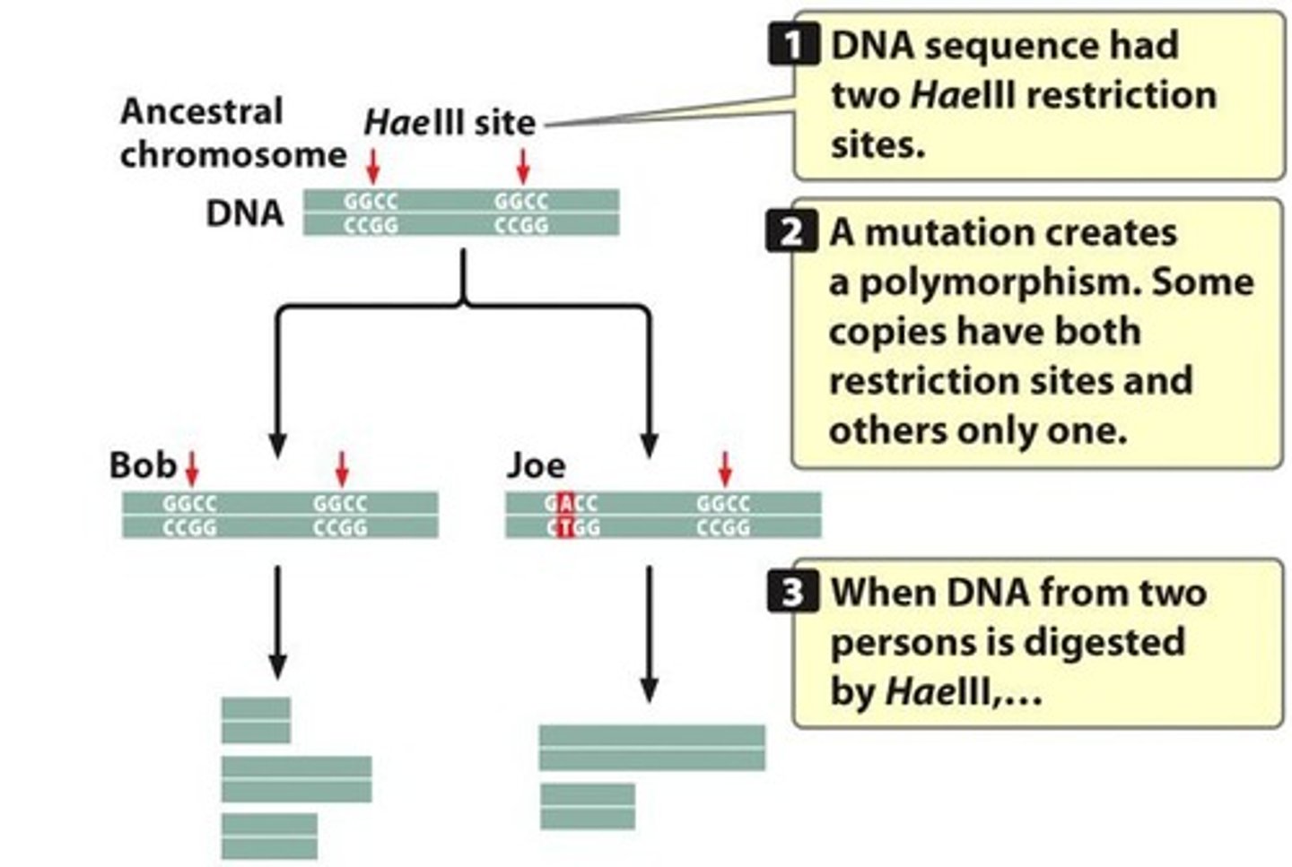 <p>Restriction fragment length polymorphisms, which are loci that vary in the number and position of restriction sites.</p>