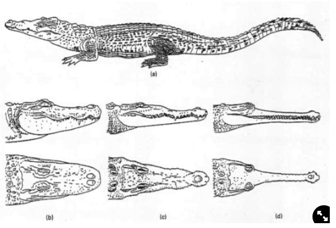 <ol><li><p>Can swim (tail), crawl (drag body), walk (lift body) and gallop (fast)</p></li><li><p>Use <strong>liver movement to ventilate lung</strong></p><ul><li><p>adaptation to moving and ventilation conflict</p></li></ul></li><li><p>Use <strong>sound for social behaviour</strong> (like birds)</p><ul><li><p>e.g. territories, mating, parental care</p></li></ul></li><li><p><strong>Lay eggs</strong></p><ul><li><p>using environmental sex determination</p></li></ul></li><li><p>Show extensive<strong> parental care</strong></p><ul><li><p>e.g. guarding nest, transferring in mouth, looking after in crest</p></li></ul></li><li><p>Show <strong>play behaviour</strong></p><ul><li><p>costs energy but has no advantage</p></li></ul></li><li><p>Can use <strong>lures to attract prey</strong> e.g. putting sticks on top of themselves to attract birds and then catch them</p></li><li><p>Are semi-aquatic and primarily aquatic predators</p></li></ol>