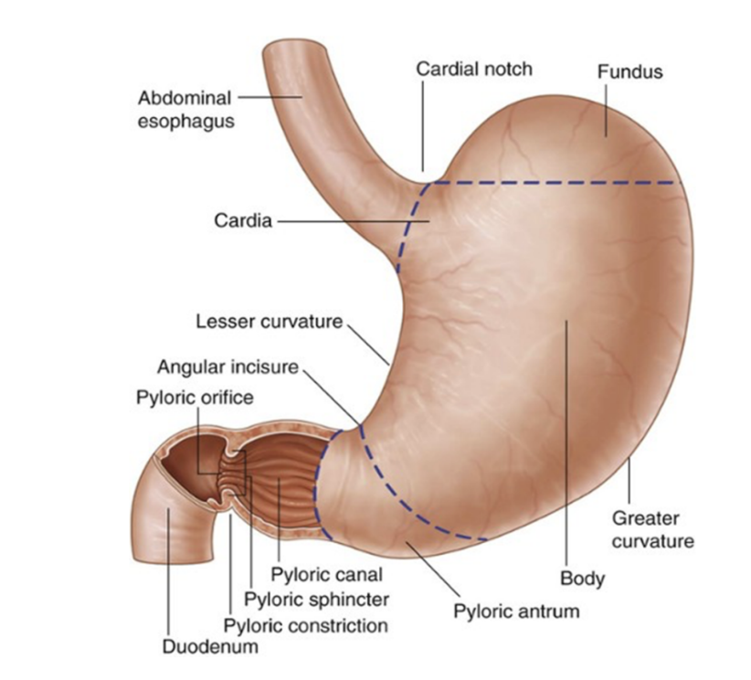<ul><li><p>Most dilated part of GI tract — J-like shape</p></li><li><p>Positioned between abdominal esophagus &amp; small intestine, in the epigastric, umbilical, &amp; left hypochondrium regions of the abdomen</p></li><li><p>Divided into 4 regions —</p><ul><li><p>Cardia (opening of esophagus), fundus (area above cardial orifice), body (largest), and pyloric (further divided into pyloric antrum &amp; canal — distal end) </p></li></ul></li><li><p>Most distal portion of pyloric part — pyloris</p><ul><li><p>Marked on surface of organ by pyloric constriction with a thickened ring of gastric circular muscle — pyloric sphincter — surrounding distal opening of the stomach — pyloric orifice (just right of midline at level L1 (transpyloric plane)) </p></li></ul></li><li><p>Curvatures —</p><ul><li><p>Greater — attachment for gastrosplenic ligament &amp; greater omentum</p></li><li><p>Lesser — attachment for lesser omentum</p></li></ul></li><li><p>Other features —</p><ul><li><p>Cardiac notch — superior angle created where esophagus enters stomach</p></li><li><p>Angular incisure — bend on lesser curvature</p></li></ul></li></ul>