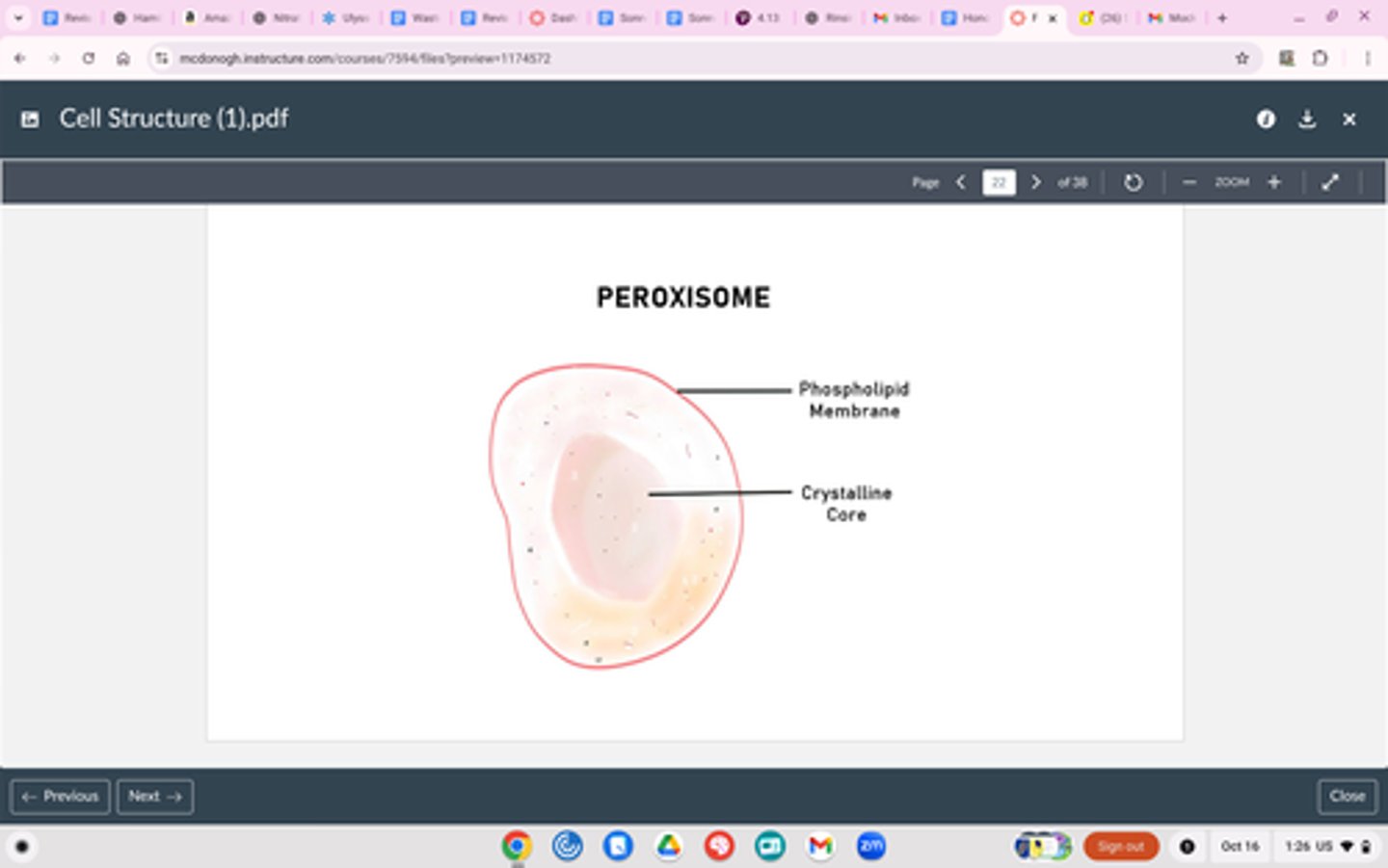 <p>Structure</p><p>Small, free floating in cytoplasm</p><p>Function</p><p>Breakdown of lipids, detoxification (breakdown of hydrogen peroxide with catalase)</p><p>Difference between these and lysosomes, peroxisomes breaks down harmful molecules and lipids, while lysosomes break down ENTIRE organelles</p>