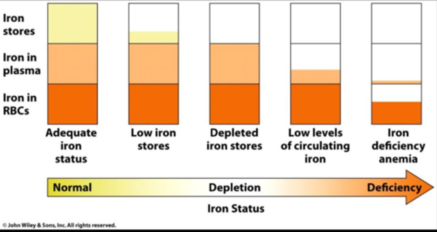 <p>- iron stores mobilized<br>- Ferritin decrease</p>