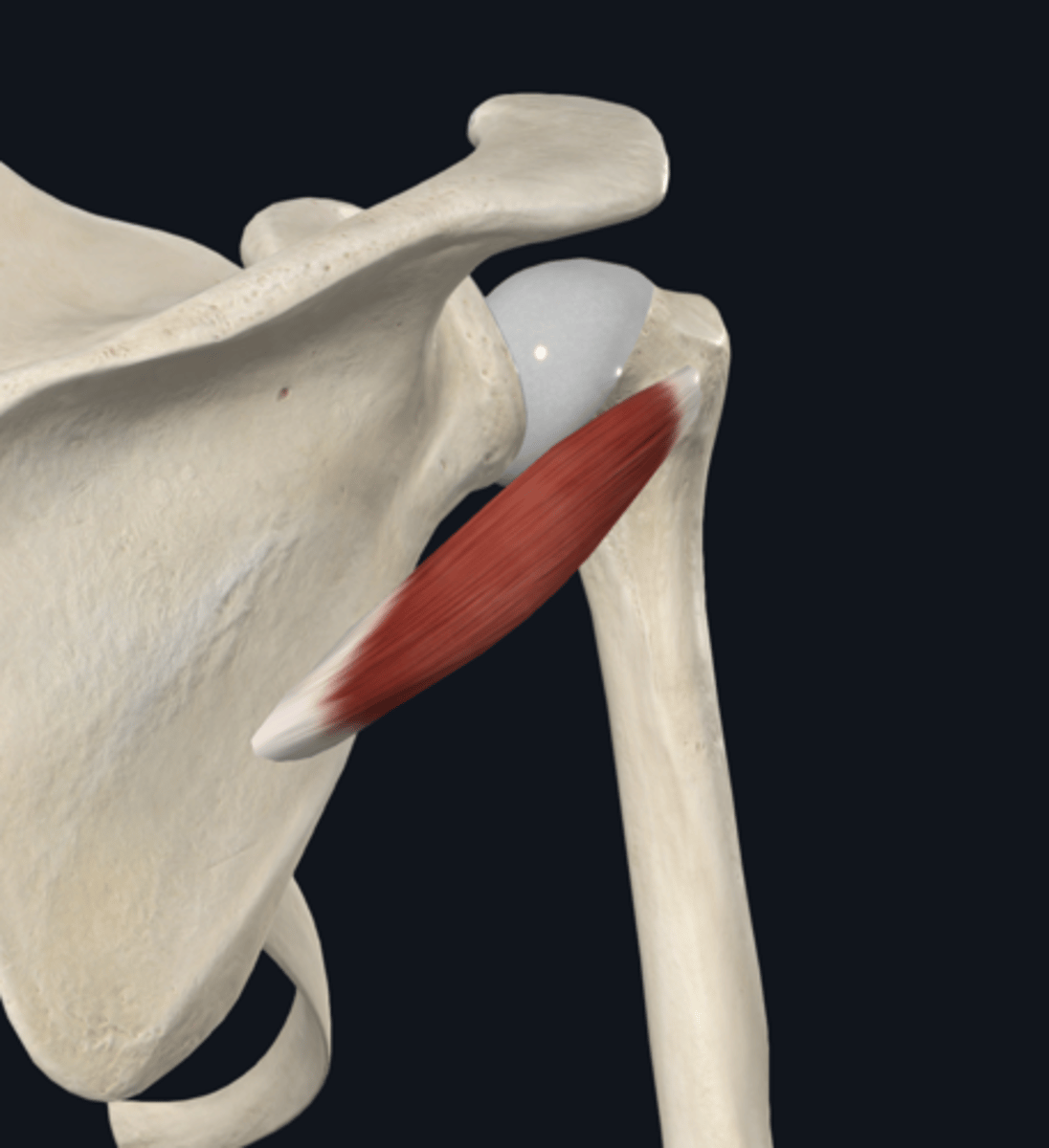<p>adducts and laterally rotates humerus</p>